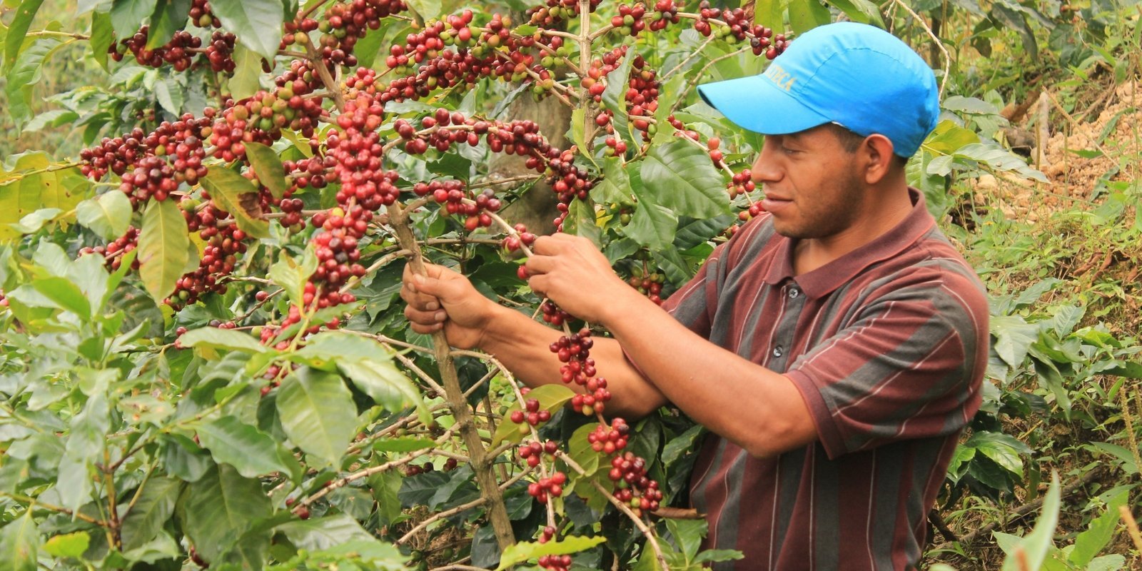 Pequeño productor de café de Fecceg y Kishé Coffee Shop
