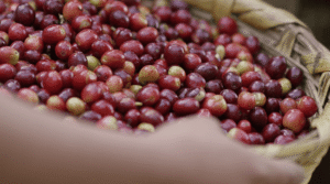 ¿Dónde comprar café orgánico en Guatemala?