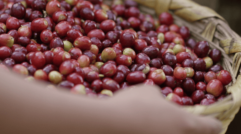 ¿Dónde comprar café orgánico en Guatemala?