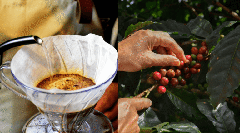 ¿Qué hace especial al café orgánico de Guatemala?